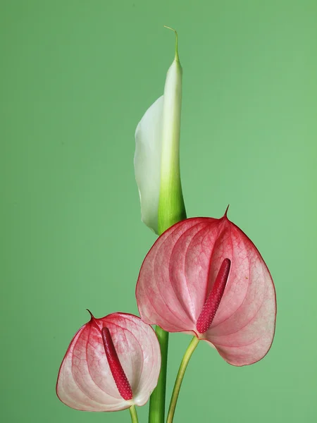 Rosa Anthurium Blommor Den Gröna Bakgrunden — Stockfoto