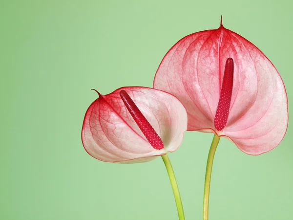 绿色背景上的粉红色菊花 图库图片