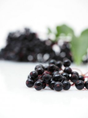 Beyaz arka plan üzerinde Sambucus nigra