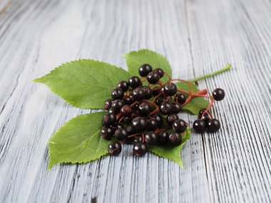 Taze Sambucus Nigra ahşap üzerinde