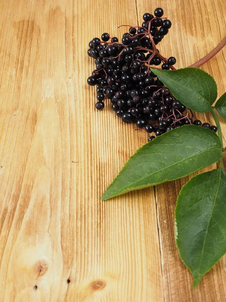 Färsk Sambucus Nigra Trä — Stockfoto