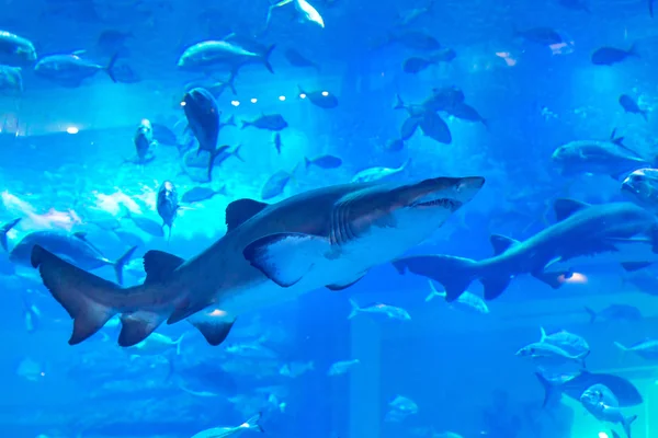 迪拜购物中心内的巨大水族馆 — 图库照片