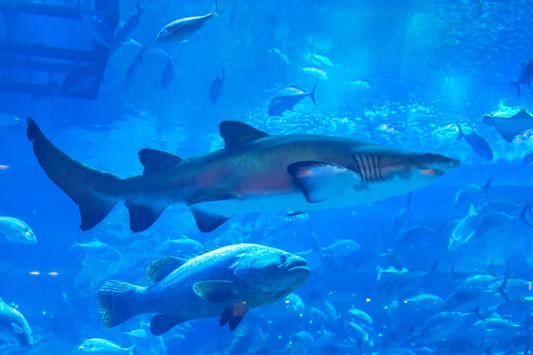 Oceanário enorme dentro do Dubai Mall — Fotografia de Stock