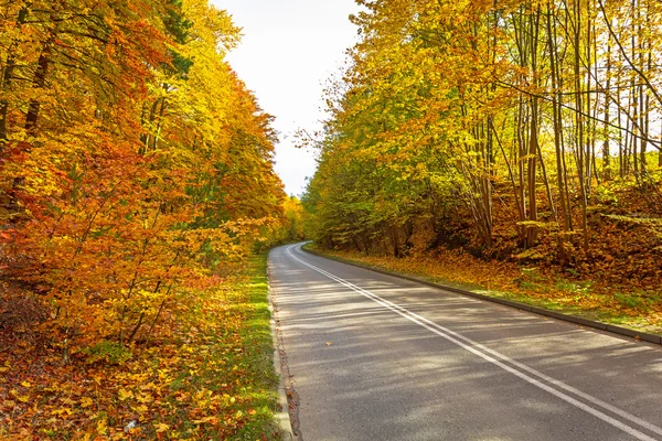 Yol Güz — Stok fotoğraf