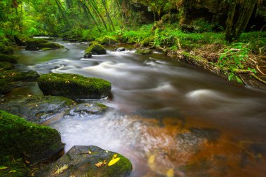 clare İrlandalı creek glens