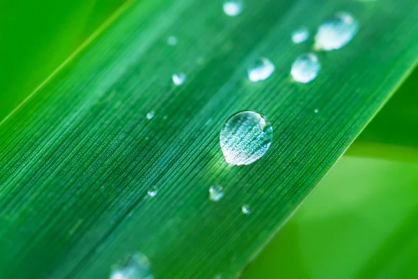 Pearl of dew — Stock Photo, Image