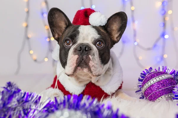 French bulldog in santa costume — Stock Photo, Image