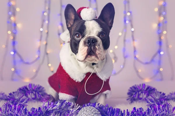 Franse bulldog in santa kostuum — Stockfoto