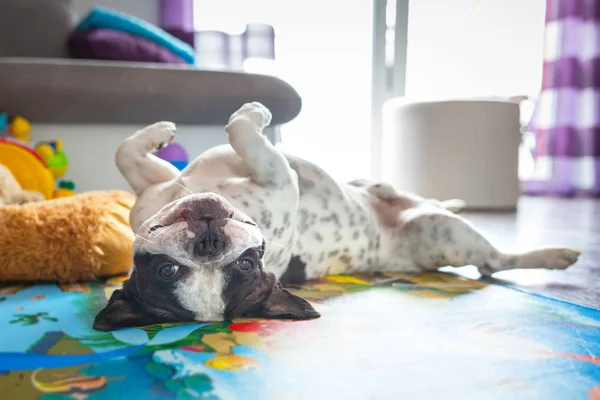 Anjing bulldog Perancis di lantai — Stok Foto