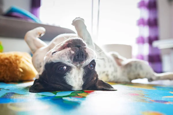 Anjing bulldog Perancis di lantai — Stok Foto