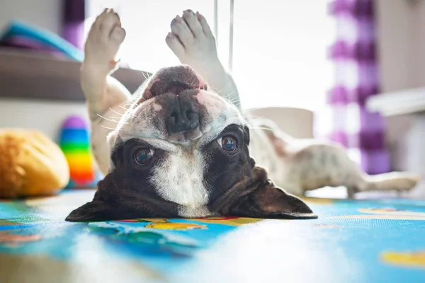 Ranskalainen bulldog lattialla — kuvapankkivalokuva