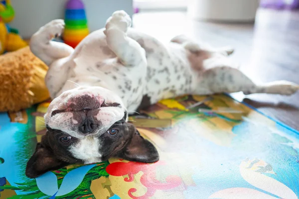 Französische Bulldogge auf dem Boden — Stockfoto