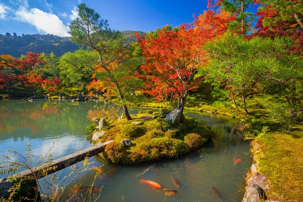 Hermosos árboles de arce en otoño en el día soleado — Foto de Stock