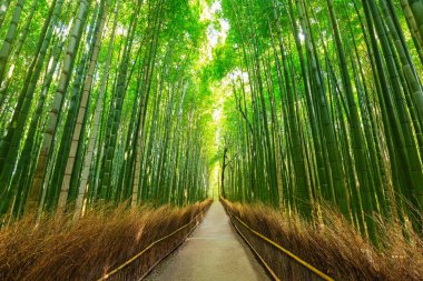 Arashiyama bambu ormanında Kyoto
