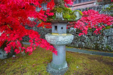 Nikko buddist tapınağında kırmızı akçaağaç yaprakları