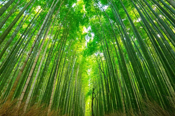 Arashiyama bambusové lesy v Kjótu — Stock fotografie