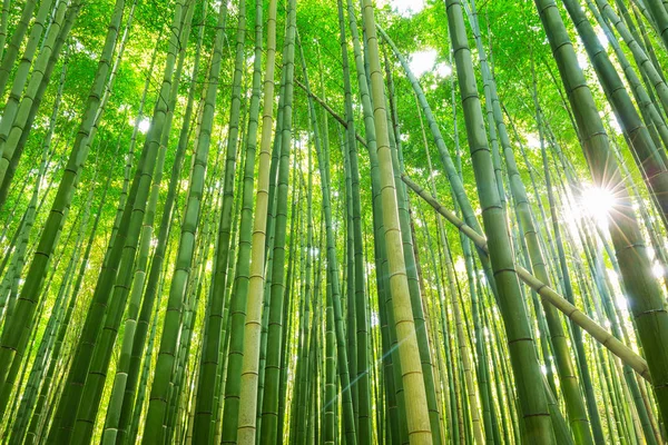 Hutan Bambu Arashiyama di Kyoto — Stok Foto