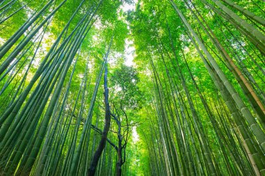 Arashiyama bambu ormanında Kyoto