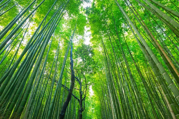 Hutan Bambu Arashiyama di Kyoto — Stok Foto