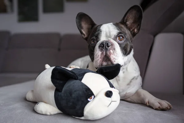 Fransk bulldog liggande med sin Nalle — Stockfoto