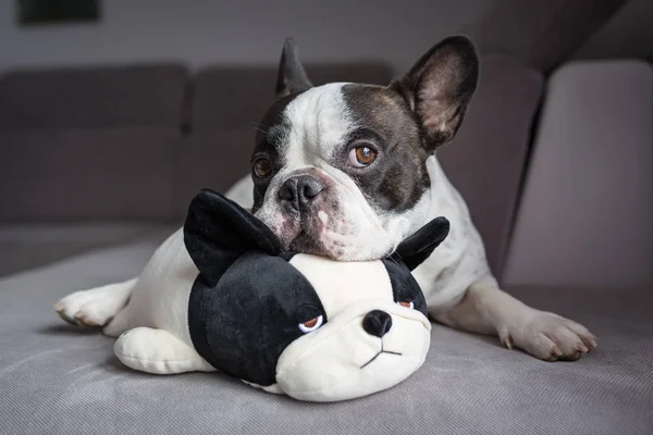 Anjing bulldog Perancis dengan boneka teddynya — Stok Foto