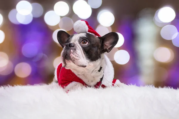 French bulldog in santa helper costume — Stock Photo, Image