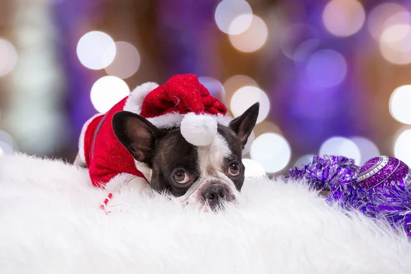 Francouzský buldoček v kostýmu santa Pomocník — Stock fotografie