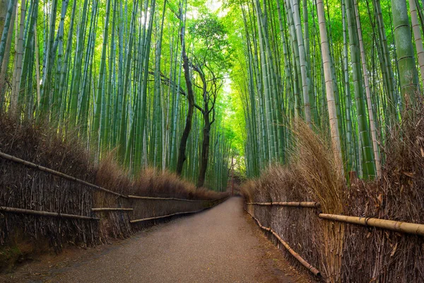 Hutan bambu Arashiyama dekat Kyoto — Stok Foto