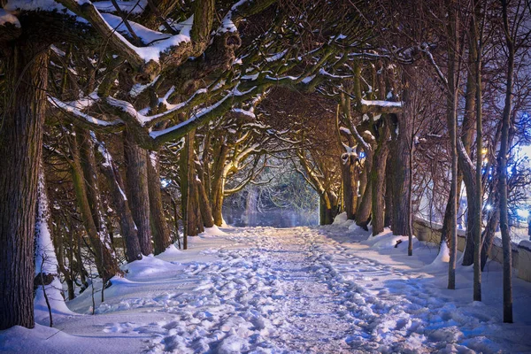 Vinter landskap i snöig park i gdansk — Stockfoto