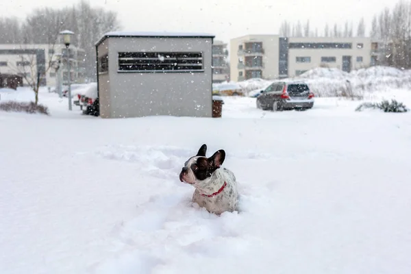 French bulldog in snowy scenery — Stock Photo, Image