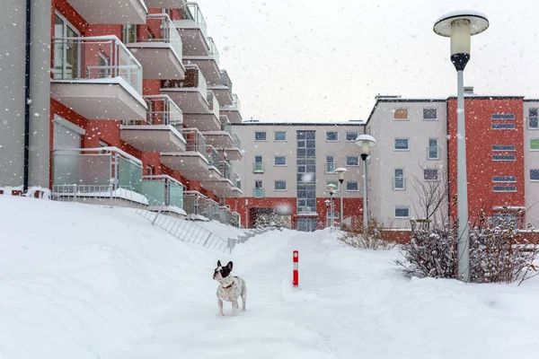 Fransk bulldog i snöiga landskap — Stockfoto