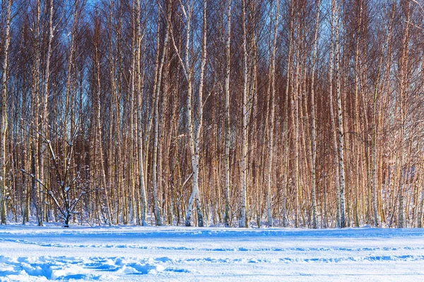 白桦树在冬天的季节模式 — 图库照片