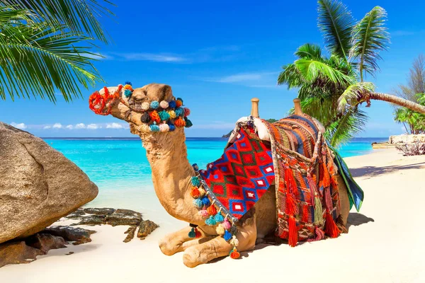Passeio de camelo na praia — Fotografia de Stock