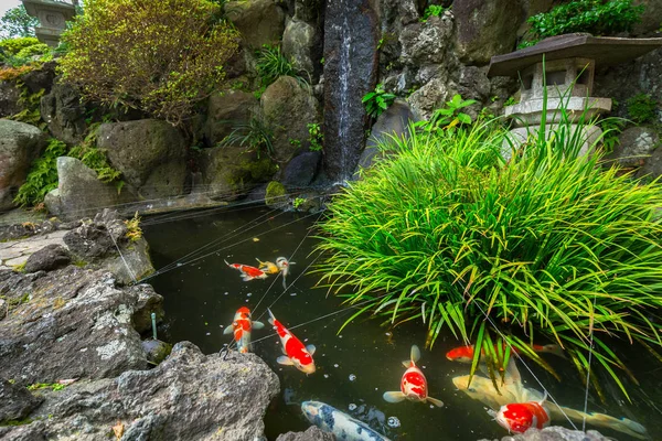 Japanese garden with gold fishes in Kamakura — Stock Photo, Image