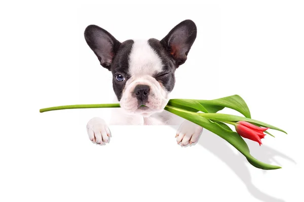 French bulldog puppy with tulip flower — Stock Photo, Image