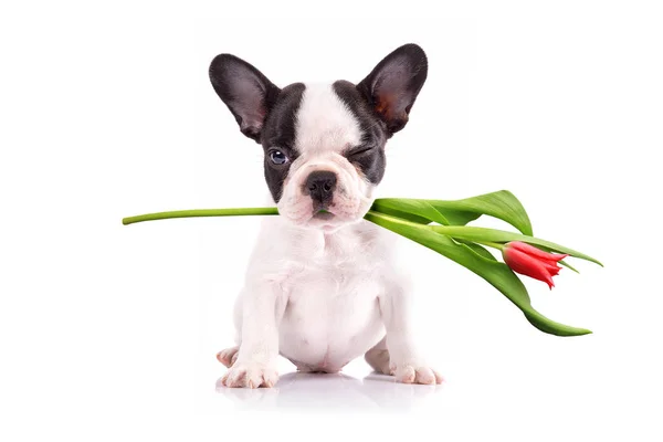 Franse bulldog puppy met tulip bloem — Stockfoto