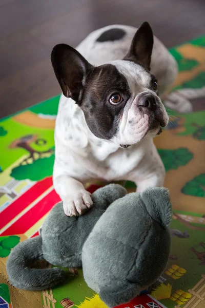 Bulldog francez întins pe podea — Fotografie, imagine de stoc