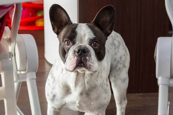 Adorable bulldog francés —  Fotos de Stock