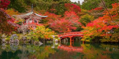 Japon bahçesinde bulunan renkli akçaağaç, Kyoto güzel sonbahar