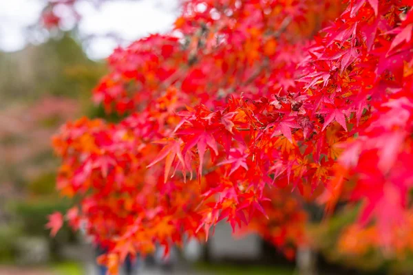 Mooie herfst steegje in het park — Stockfoto