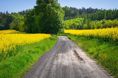 Sarı kolza tohumu alan yolda 
