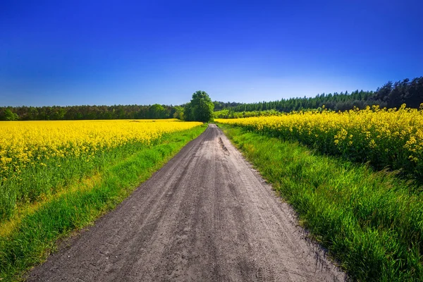 Дорога через жовте ріпакове поле — стокове фото