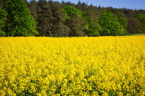 Blommande gula raps fält — Stockfoto