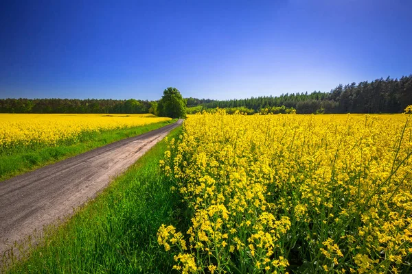 Route à travers le champ de colza jaune — Photo