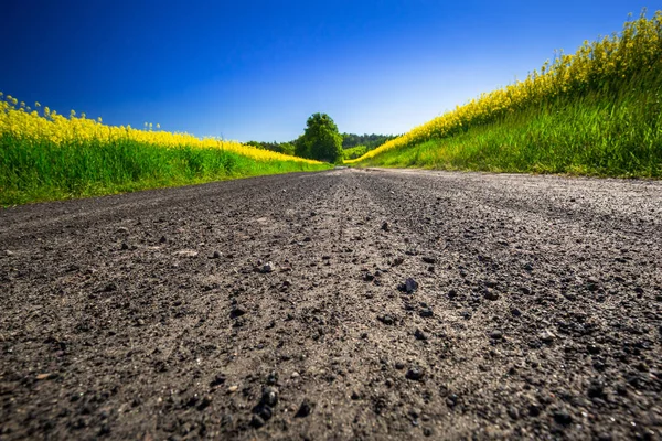 Strada attraverso il campo di colza giallo — Foto Stock