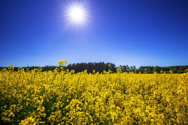 Blooming yellow rapeseed field — Stock Photo, Image