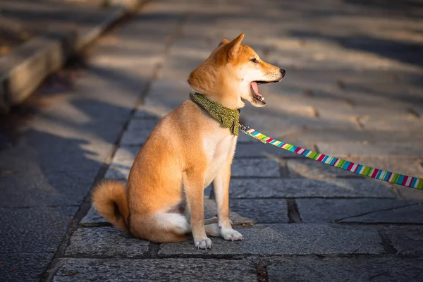 Giapponese Akita cane — Foto Stock