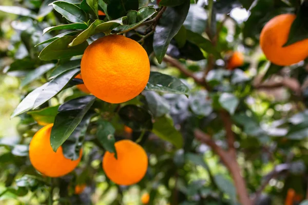 Pohon jeruk dengan buah-buahan — Stok Foto