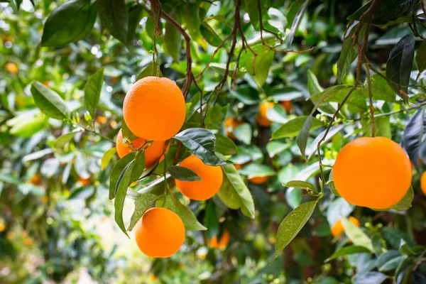 Apelsinträd med frukter — Stockfoto