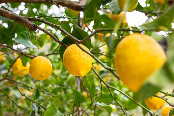 Zitronenbaum mit Früchten — Stockfoto